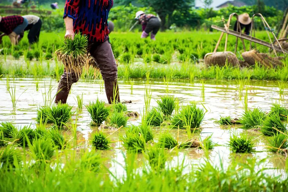 陈玉宇：被总理“点名”的6亿人在哪儿？？？